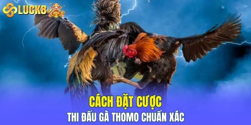 Cách đặt cược thi đấu gà thomo chuẩn xác