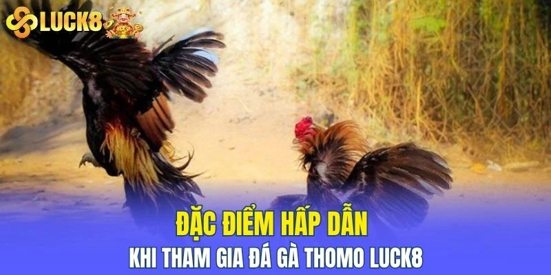 Đặc điểm hấp dẫn khi tham gia đá gà thomo LUCK8