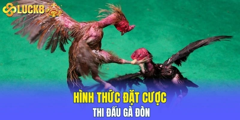 Hình thức đặt cược thi đấu gà đòn