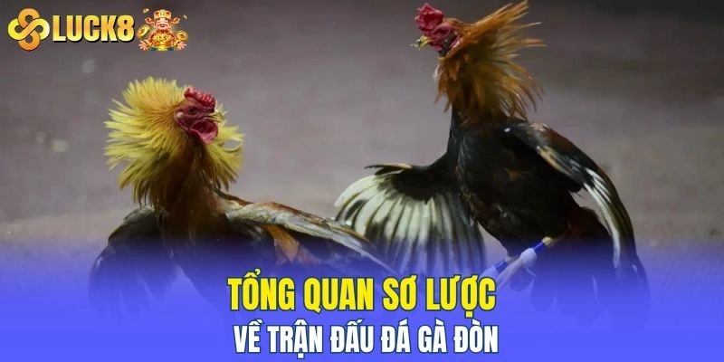 Tổng quan sơ lược về trận đấu đá gà đòn